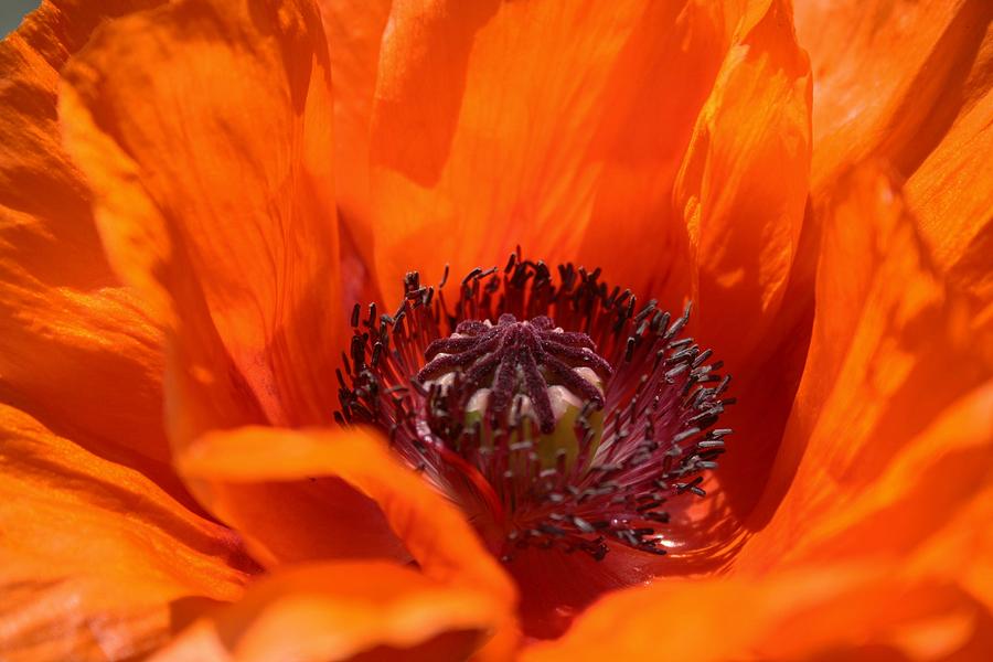Poppy on fire Photograph by Nigel Radcliffe