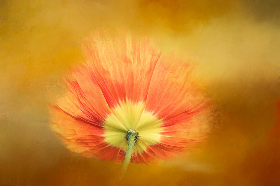 Poppy on Fire Digital Art by Terry Davis