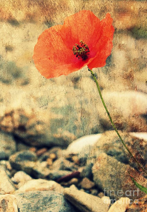 Poppy on the Rocks Photograph by Clare Bevan