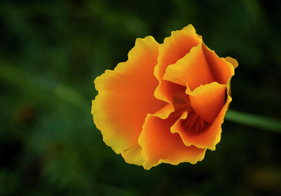 Poppy Orange Photograph by Steven Clark