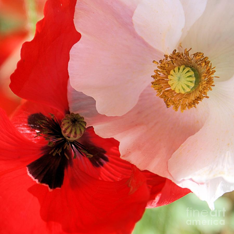 Poppy Pair Photograph by Kim Yarbrough