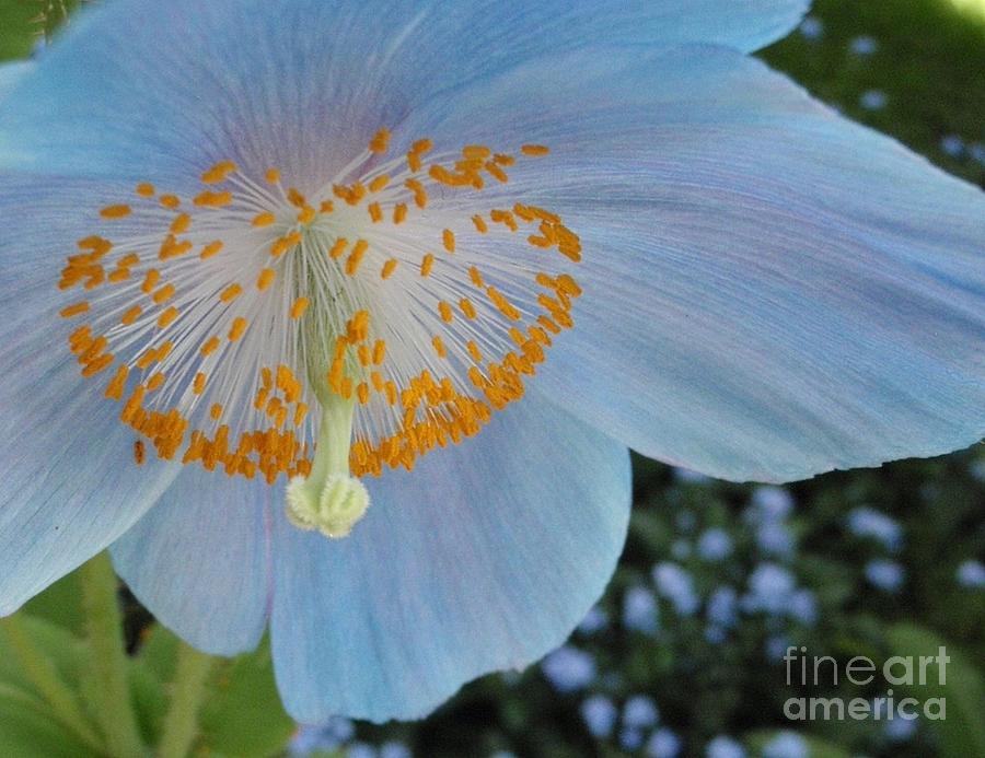 Nature Photograph - Poppy Parosol by Anne Ditmars