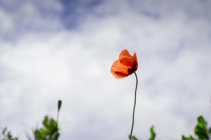 Poppy Photograph by Paulo Goncalves