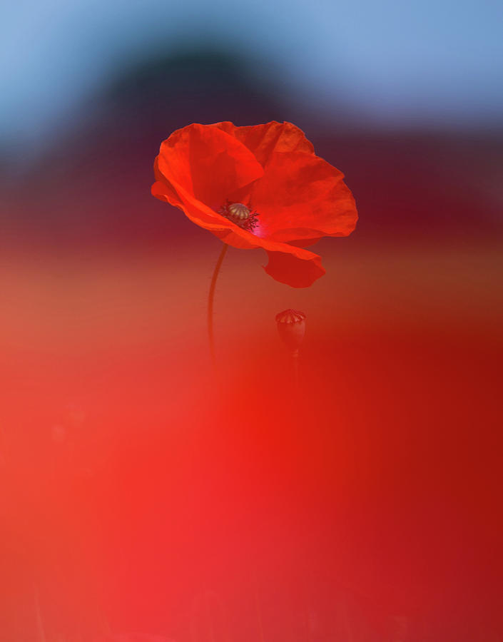 Poppy Photograph by Pete Walkden