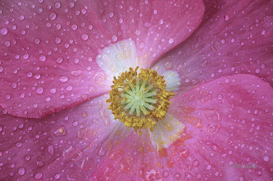 Poppy Pink and Wet V1 Photograph by Janet DeLapp