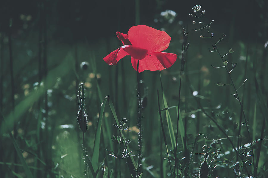 Poppy Photograph by Mountain Dreams