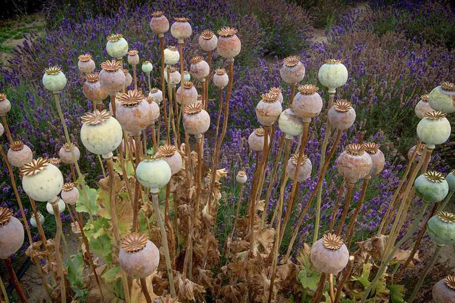 Poppy Pods Photograph by Susan Bandy