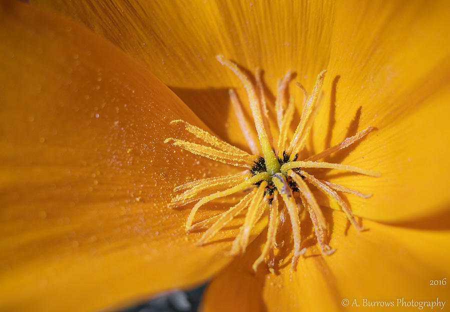 Poppy Pollen Photograph by Aaron Burrows