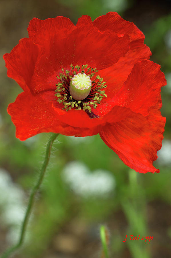 Poppy Popping Photograph by Janet DeLapp
