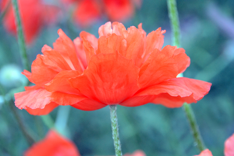 Poppy Profile Photograph by Angelina Tamez