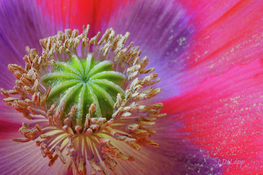 Poppy Purple and Pink V2 Photograph by Janet DeLapp