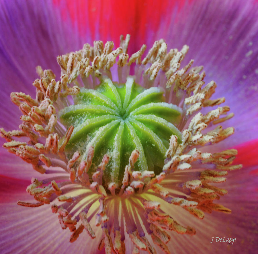 Poppy Purple and Pink V3 Photograph by Janet DeLapp