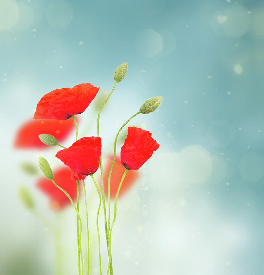 Poppy Red Flowers on Blue Photograph by Anastasy Yarmolovich