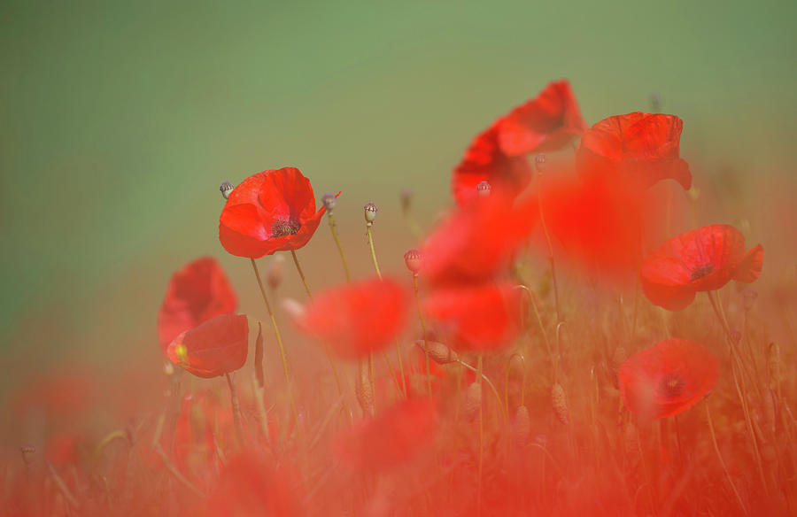 Poppy Red Mush Photograph by Pete Walkden