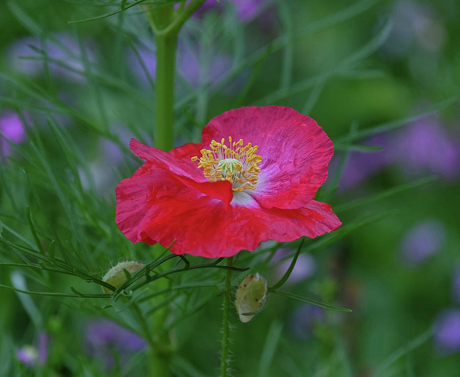 Red Poppy of Virginia Photograph by Ronda Ryan