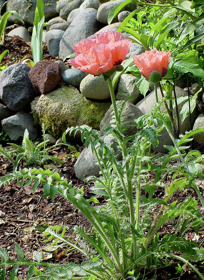Poppy Rock Garden Photograph by Shirley Heyn