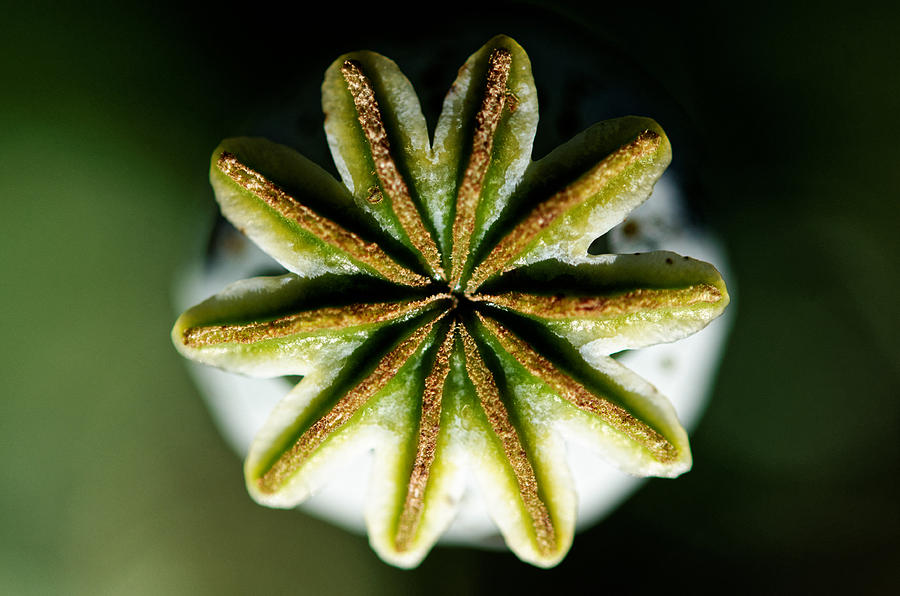 Nature Photograph - Poppy by Sander Hunter Nature Photograph - Poppy by Sander Hunter