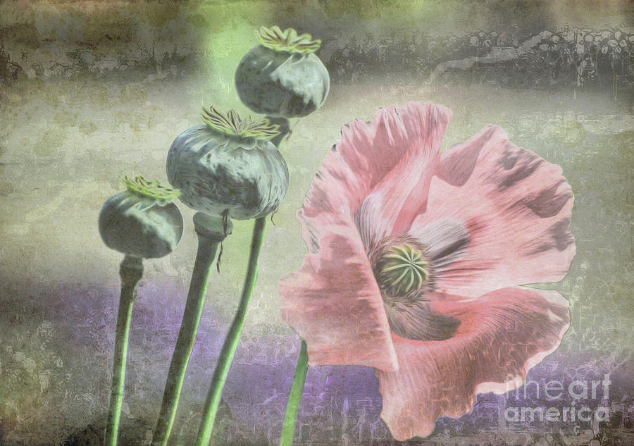 Flower Digital Art - Poppy  by Savannah Gibbs
