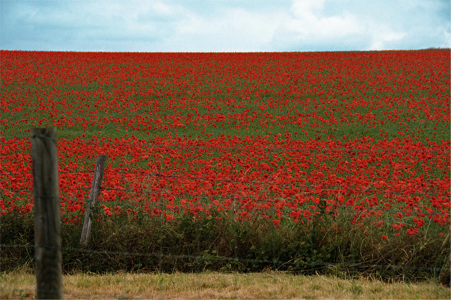 Sea Of Red Poppies In Wiltshire, England Photograph