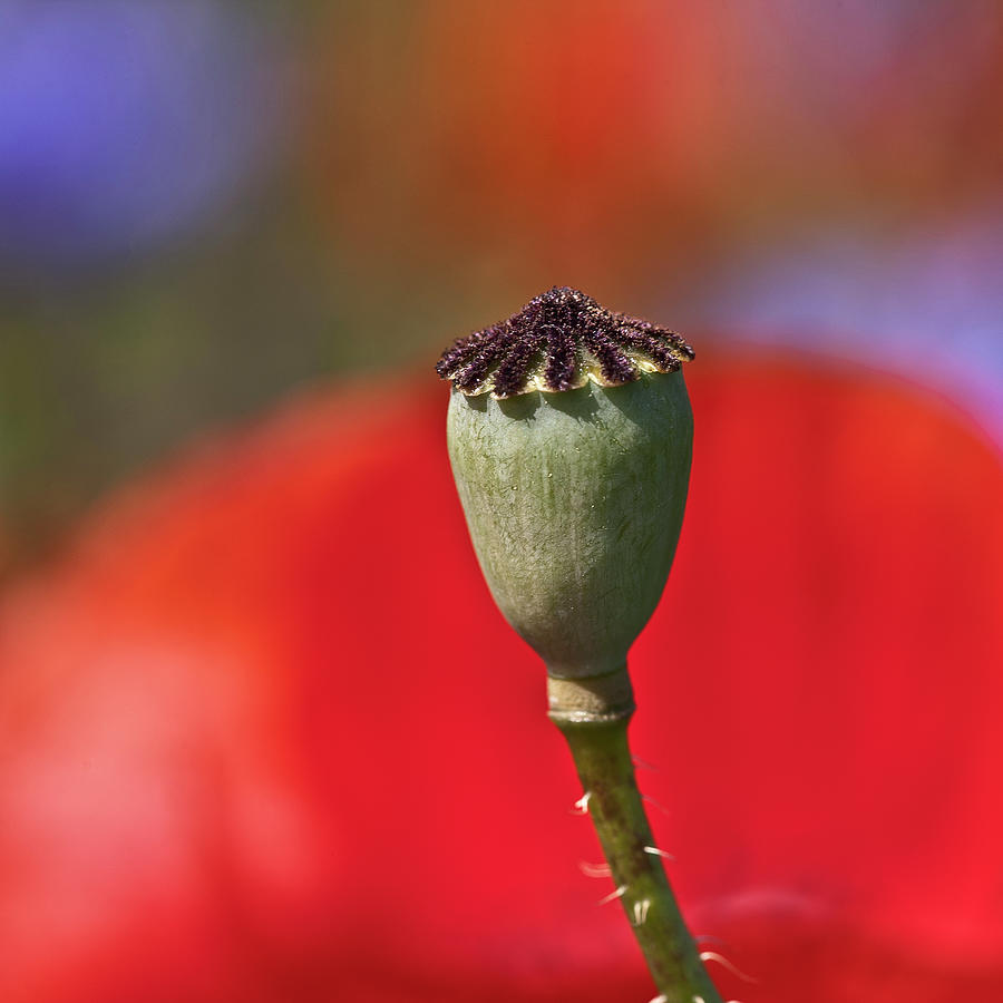 Nature Photograph - Poppy Seed Capsule by Heiko Koehrer-Wagner