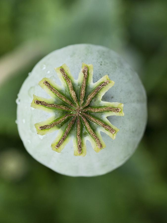 Nature Photograph - Poppy Seed Head (papaver Somniferum) by Adrian Bicker