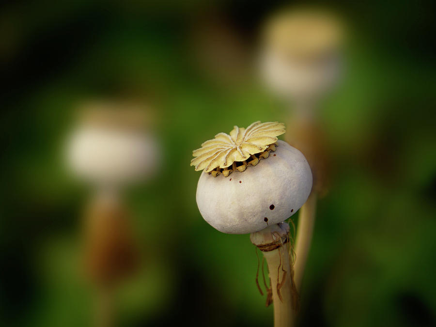 Poppy Seed Pod - 365-147 Photograph by Inge Riis McDonald