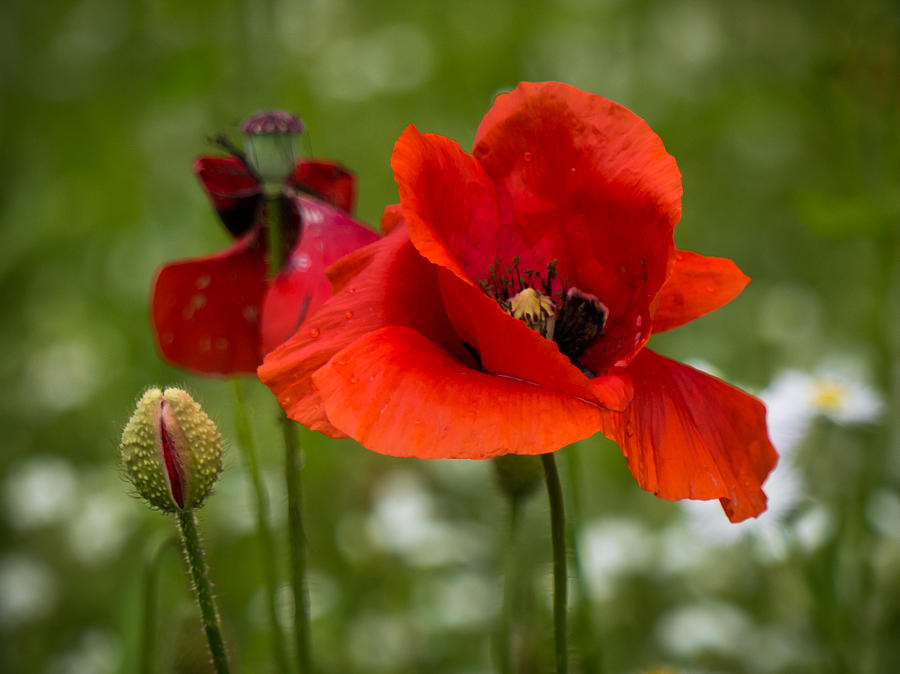 Poppy Stages Photograph by Diane Moore - Fine Art America