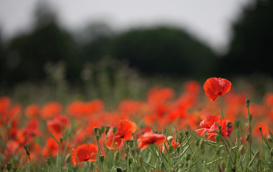 Poppy Standing Tall Photograph by Pete Walkden