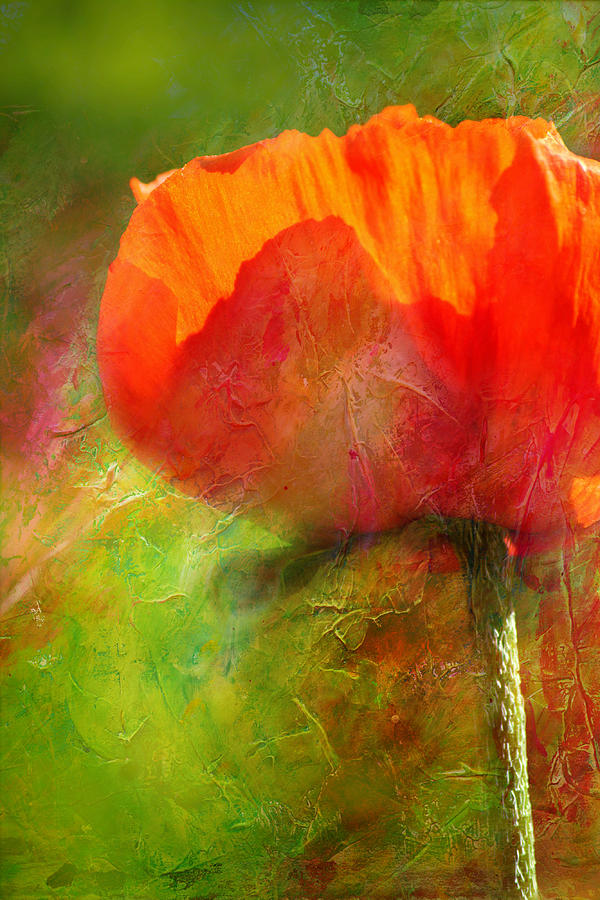 Spring Photograph - Poppy Stilllife by Heike Hultsch