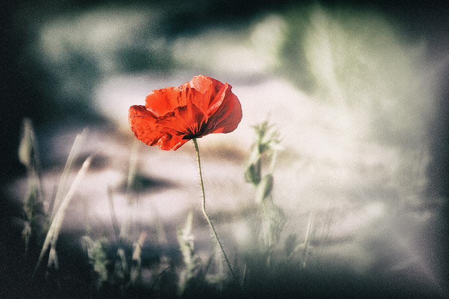 Poppy Stories 2 Photograph by Jaroslav Buna