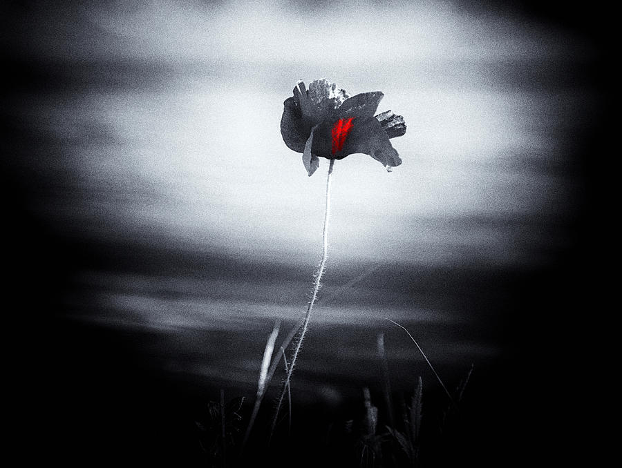 Poppy Stories Photograph by Jaroslav Buna