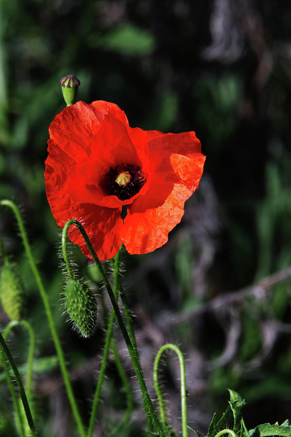 Poppy story Photograph by Chris Day