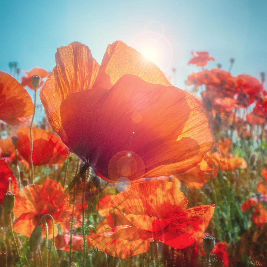 Poppy Sunburst Digital Art by Sylvia Slavin - Pixels