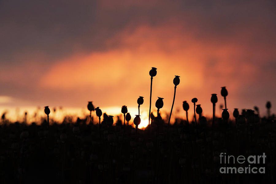 Poppy Photograph - Poppy Sunrise by Tim Gainey