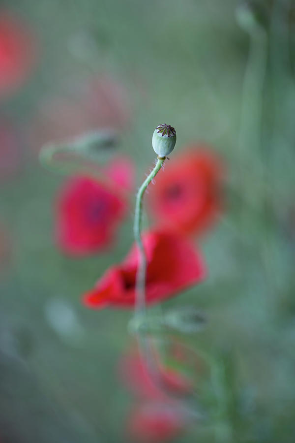 Poppy, the cycle Photograph by Jakub Sisak