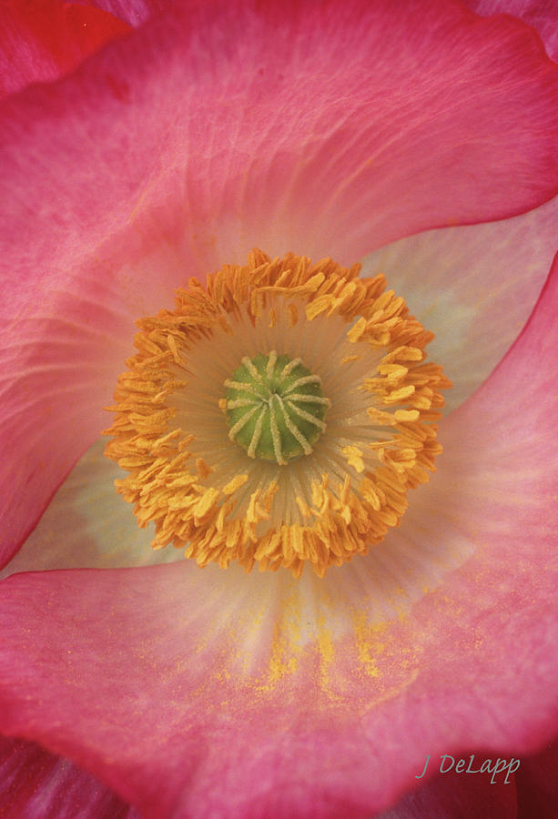 Poppy The Eye Of V1 Photograph by Janet DeLapp
