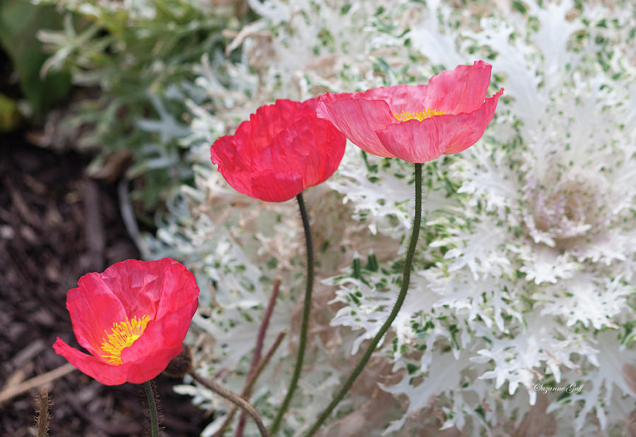 Poppy Trio Photograph by Suzanne Gaff