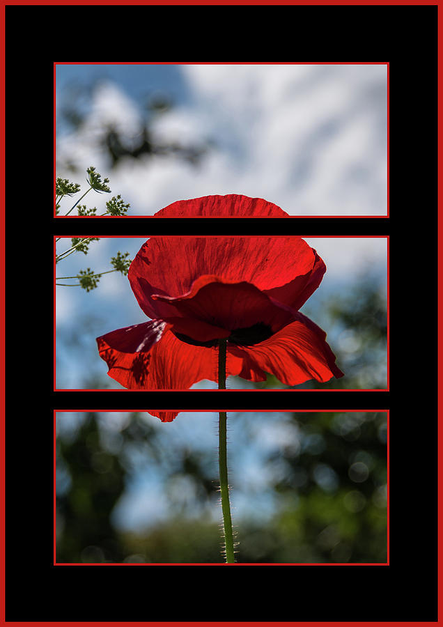 Poppy Triptych Photograph by Martina Fagan