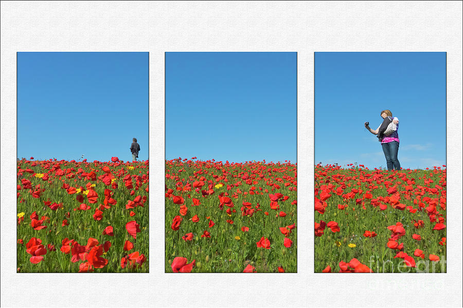 Poppy Triptych Photograph by Terri Waters