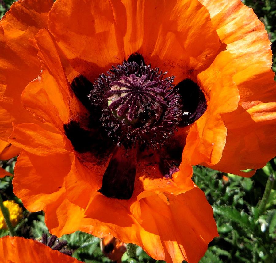 Poppy upfront FLO M 32 Photograph by Sierra Dall - Fine Art America