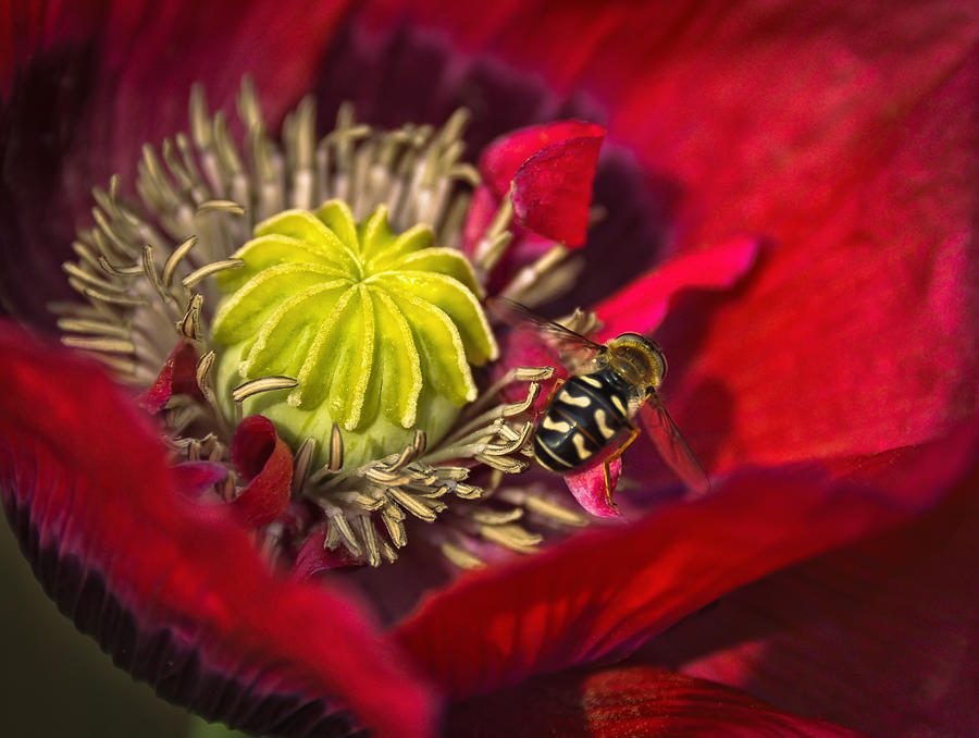 Summer Photograph - Poppy Visited part II by Alex Hiemstra