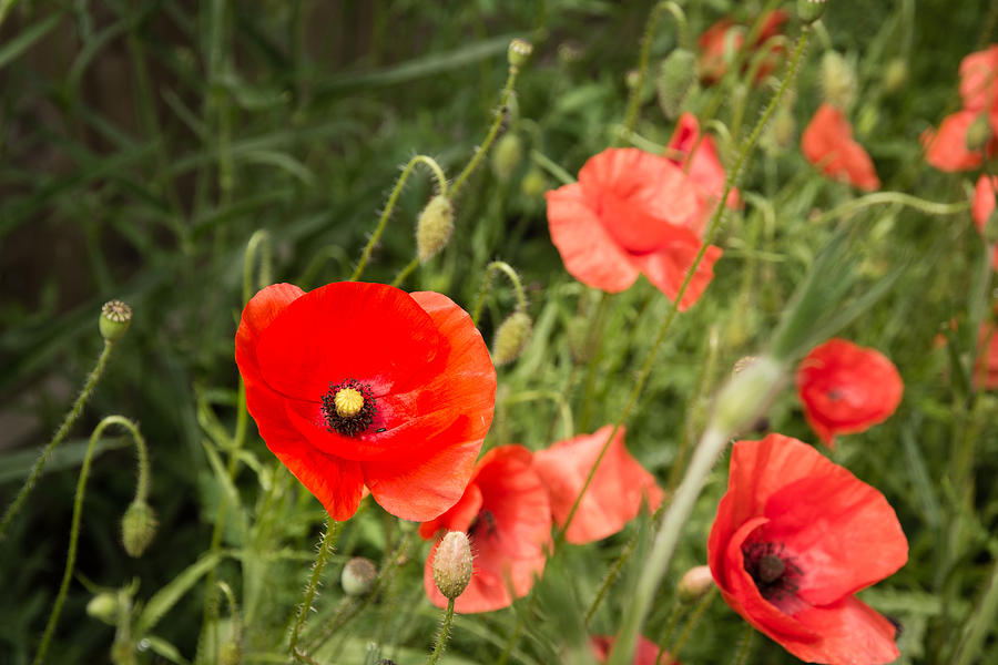 Poppy Wildflowers Photograph by David Head - Fine Art America