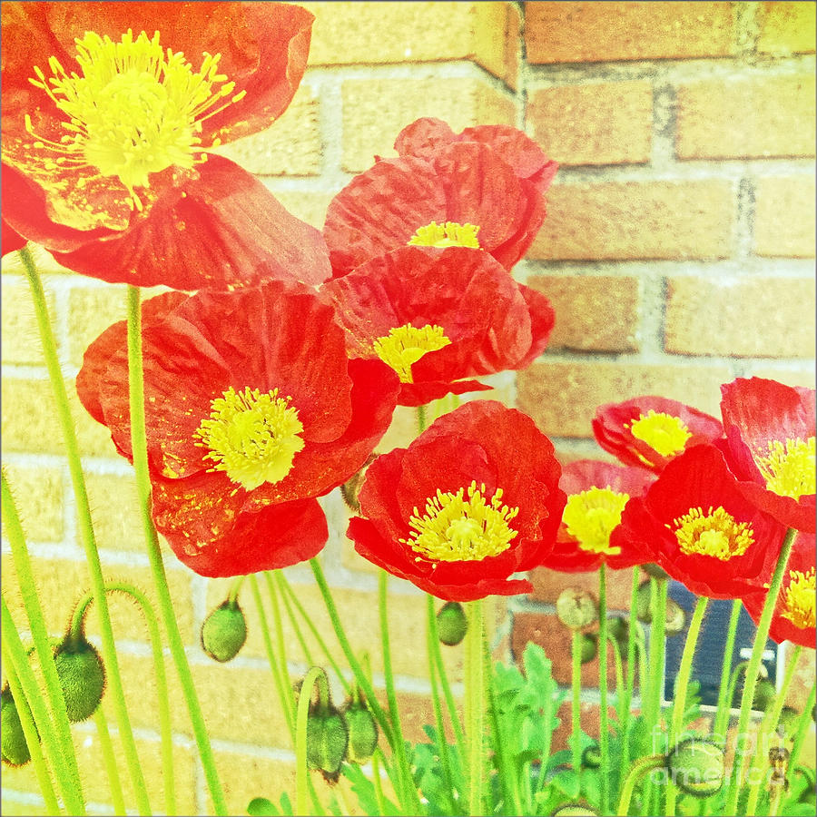 Poppyfied Photograph by Onedayoneimage Photography