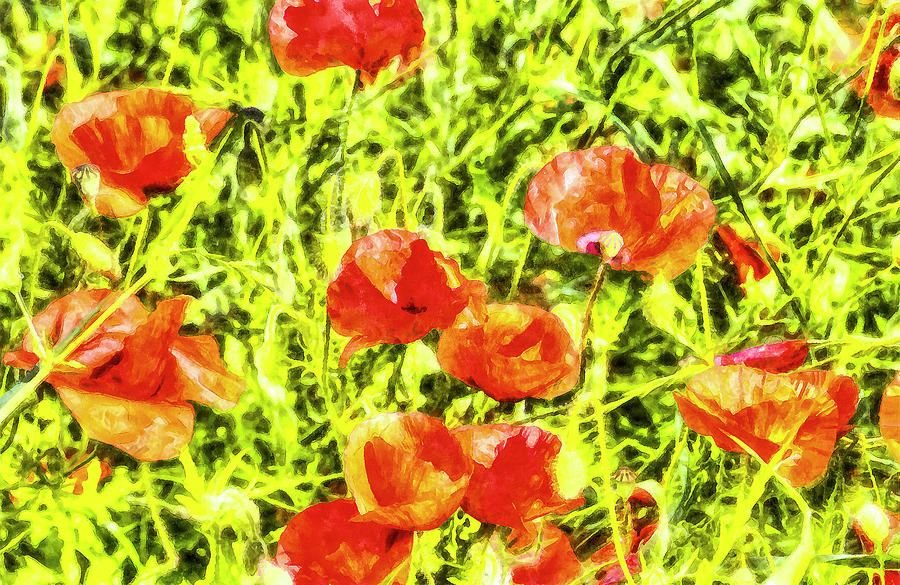 Poppy Watercolour Art Photograph by David Pyatt