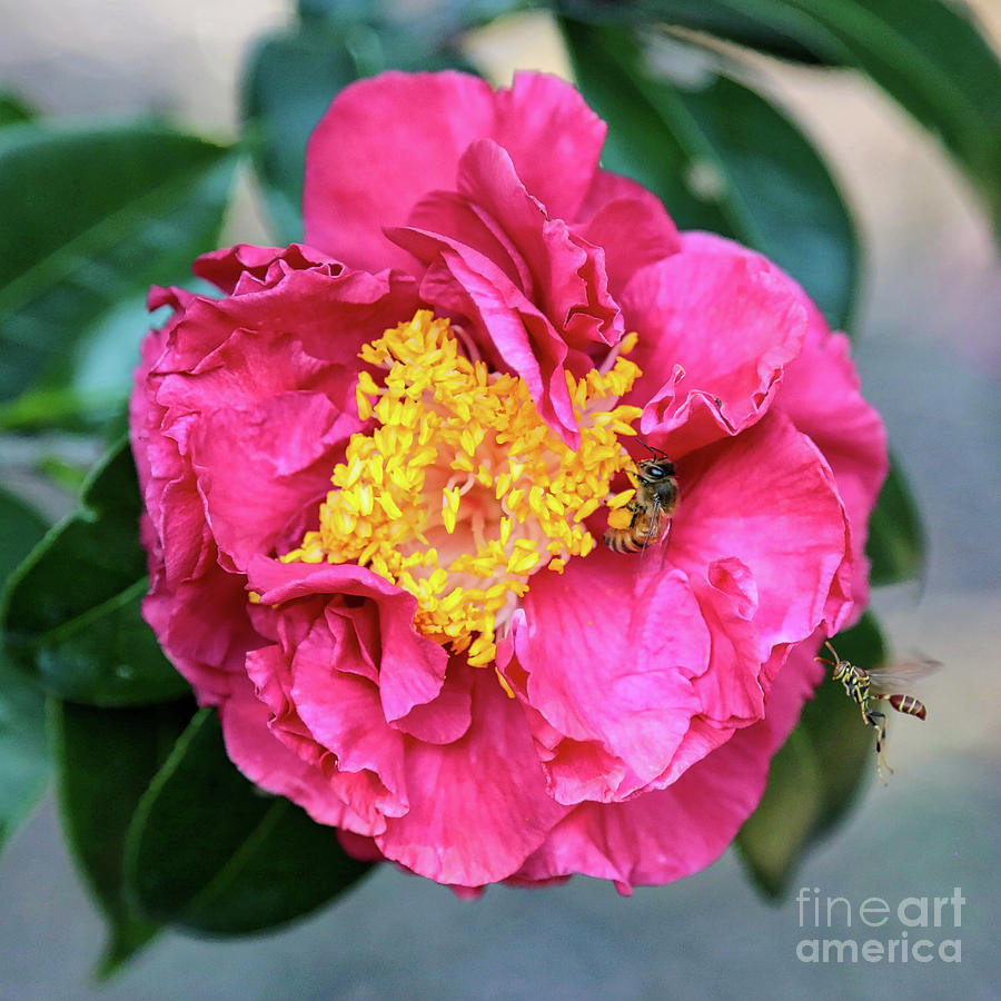 Popular Pink Camellia Square Photograph by Carol Groenen