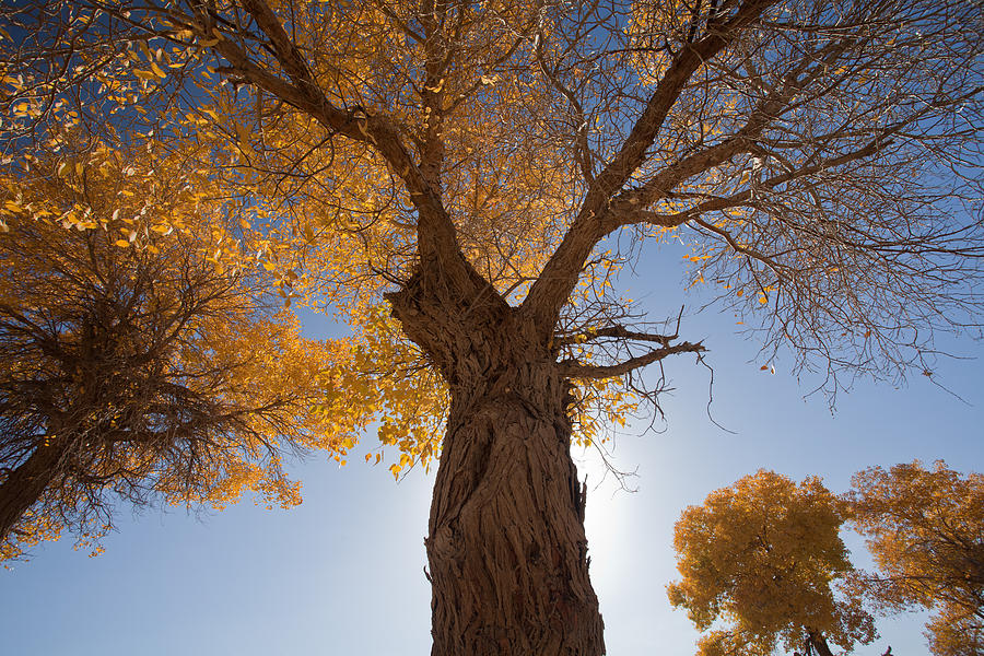Tree Photograph - Populus Euphratica 02 by Kam Chuen Dung
