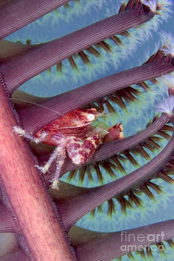 Wildlife Photograph - Porcelain Crab by Dave Fleetham - Printscapes