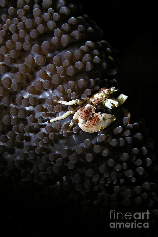Porcelain crab Photograph by Joerg Lingnau