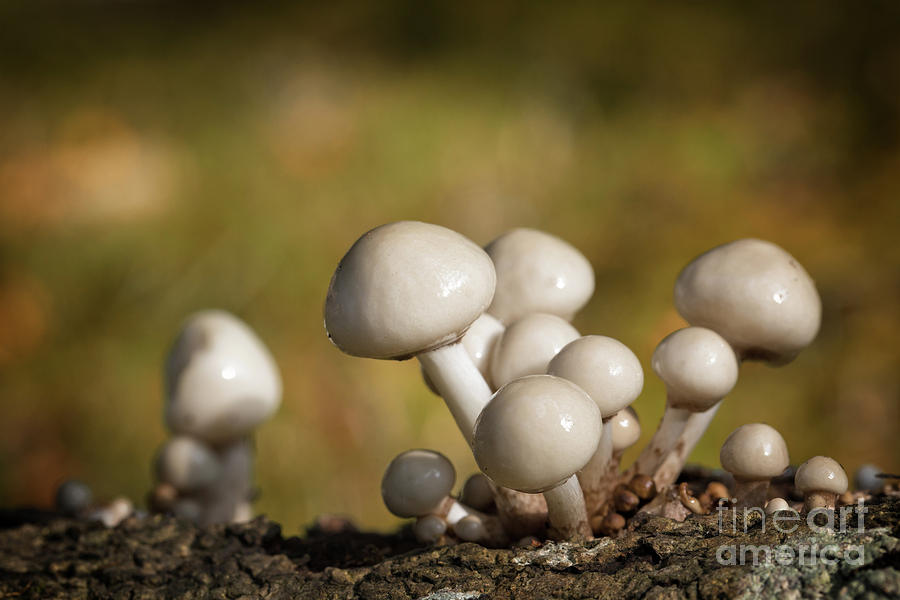 Porcelain Fungus Photograph by Jane Rix