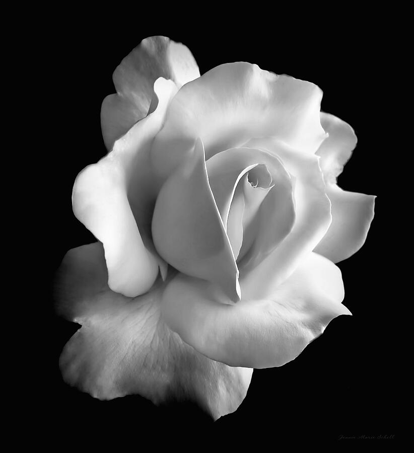 white flower rose